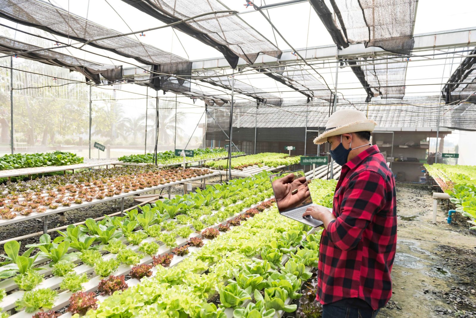 researcher-examines-vegetable